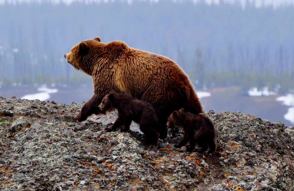 Медведь в Сибири фото