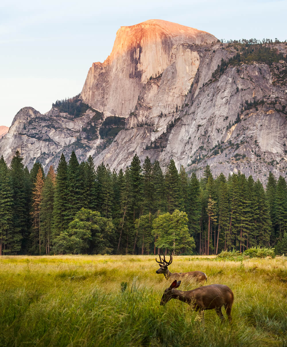 White Tailed Deer of Yellowstone National Park