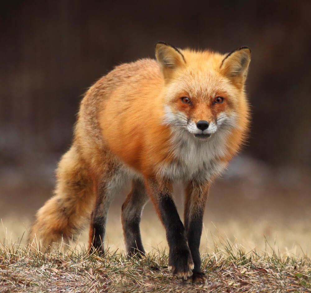 Fox at Yellowstone National Park