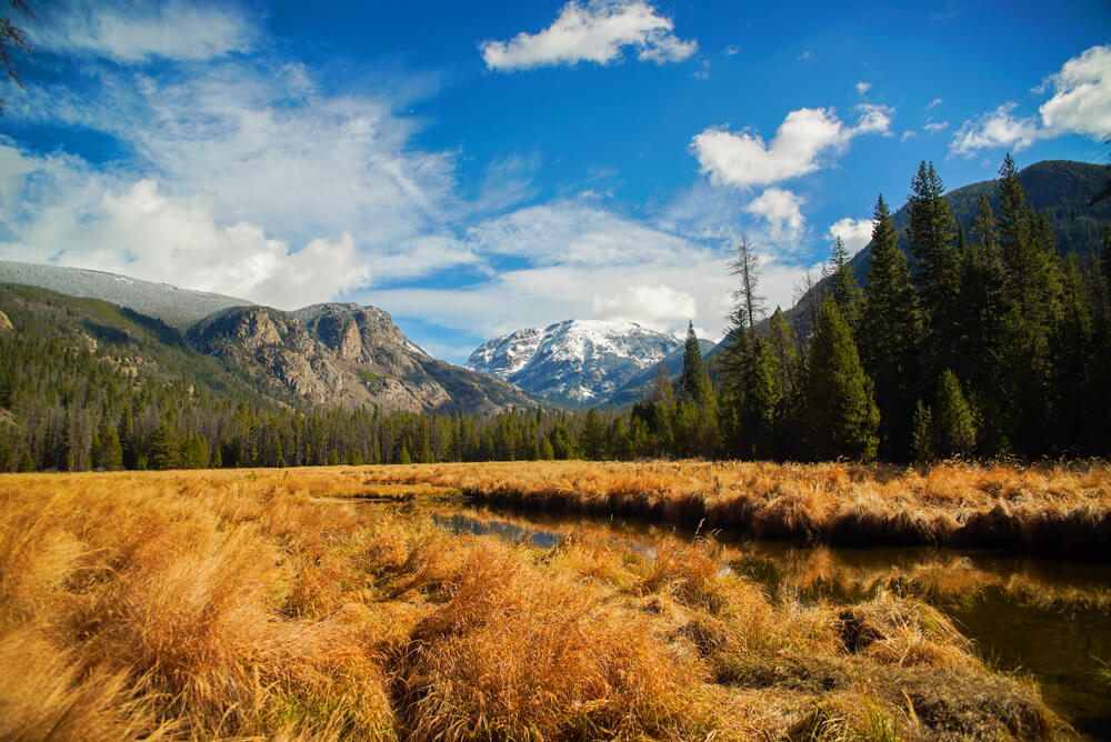 Prairie ecosystem in Yellowstone National Park