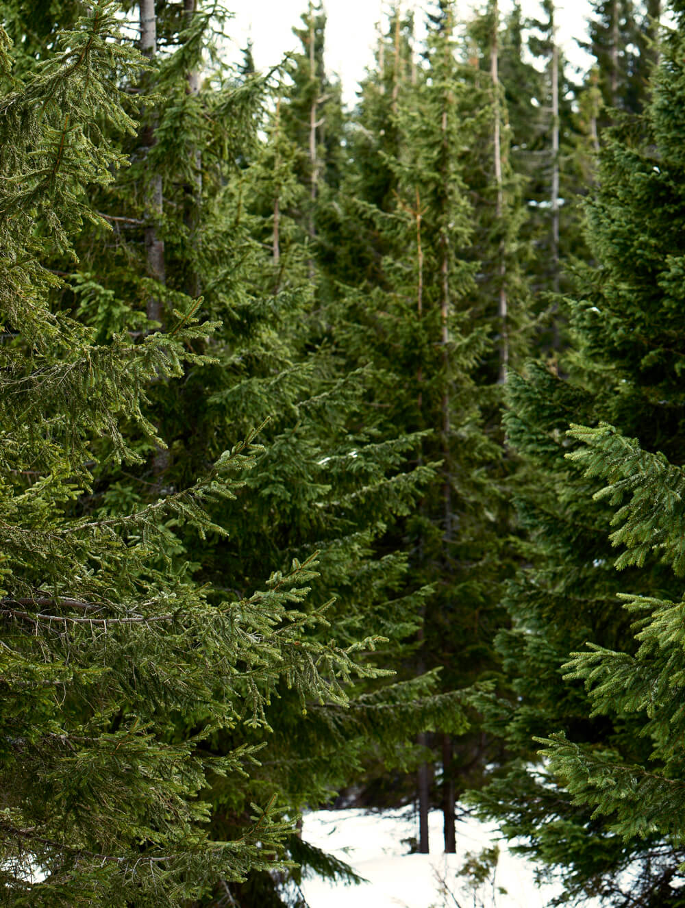 Pine trees of National Parks