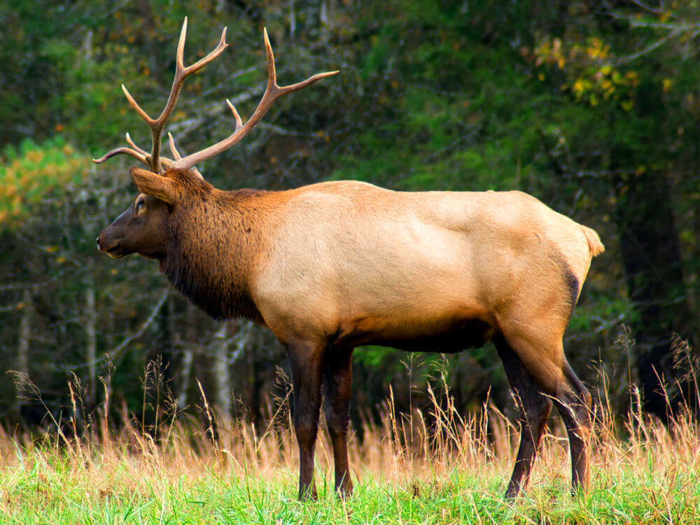 Stag at Yellowstone National Park